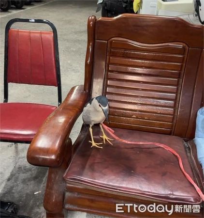 新店企鵝。（圖／新北市動保處提供）