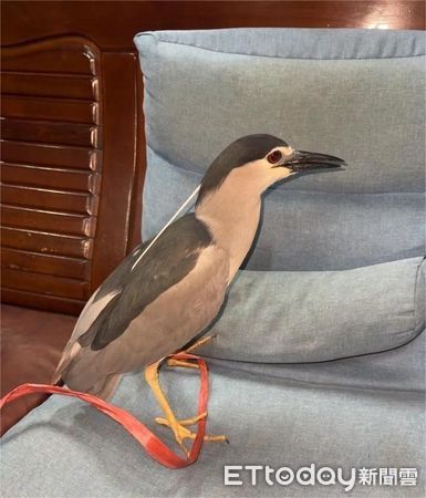 新店企鵝。（圖／新北市動保處提供）