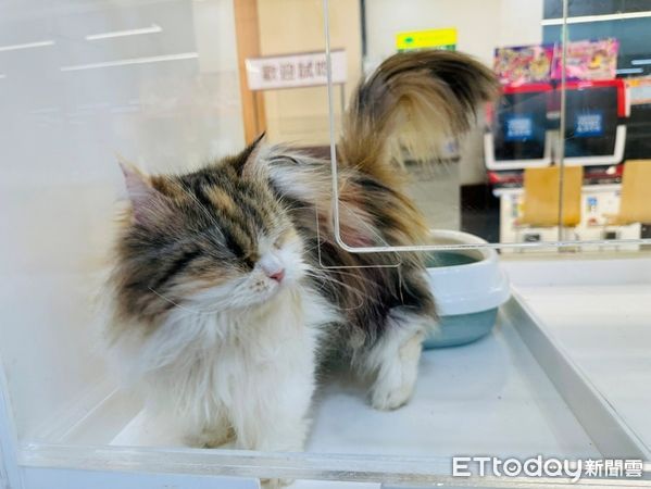 ▲東森寵物嘉義朴子店全新開幕！　各項好禮服務照顧毛孩健康。（圖／東森寵物提供）