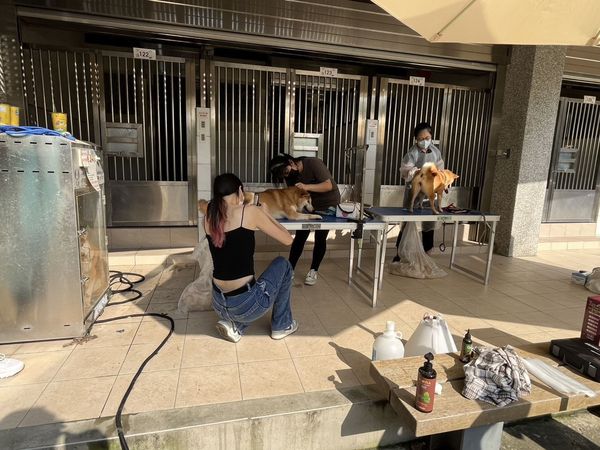 16隻柴犬被棄養。（圖／新竹縣政府提供）