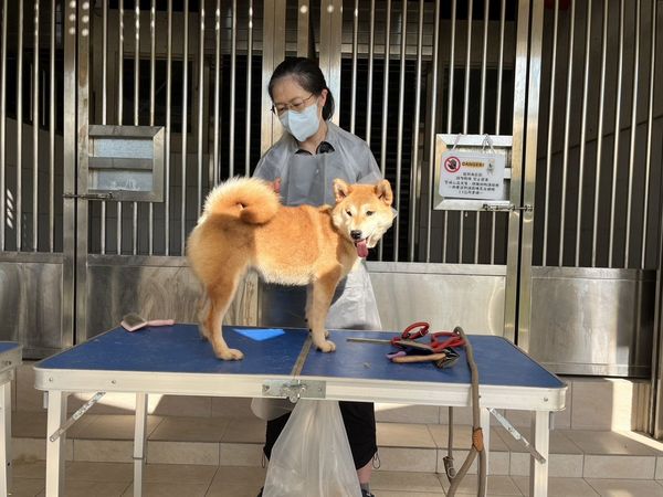 16隻柴犬被棄養。（圖／新竹縣政府提供）