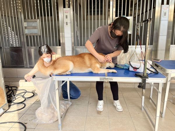 16隻柴犬被棄養。（圖／新竹縣政府提供）