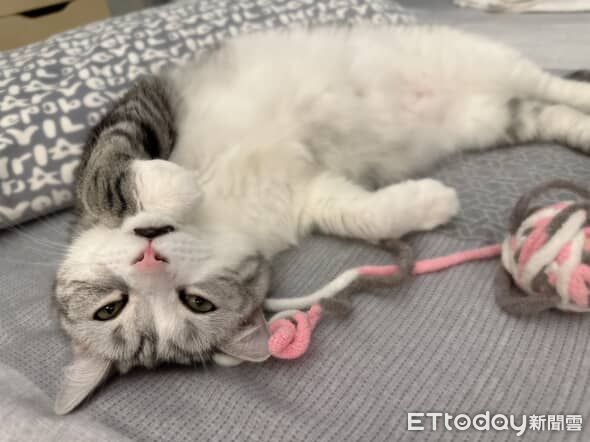 ▲美短咬人奴才生氣　床邊「呼嚕眨眼」毛毛手試探哄媽。（圖／Threads@xin_12e0）