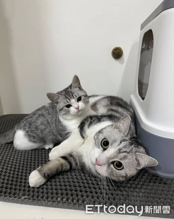 ▲美短咬人奴才生氣　床邊「呼嚕眨眼」毛毛手試探哄媽。（圖／Threads@xin_12e0）