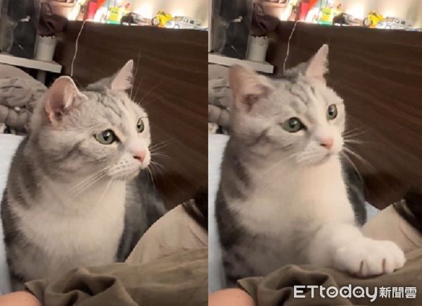 ▲美短咬人奴才生氣　床邊「呼嚕眨眼」毛毛手試探哄媽。（圖／Threads@xin_12e0）