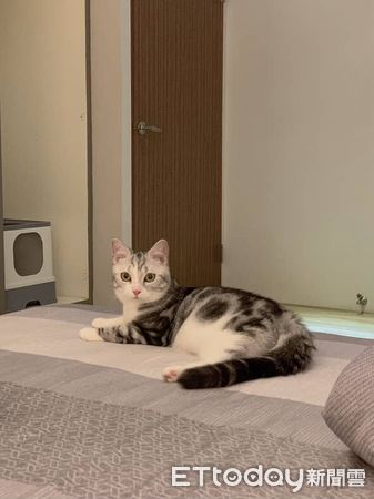 ▲美短咬人奴才生氣　床邊「呼嚕眨眼」毛毛手試探哄媽。（圖／Threads@xin_12e0）