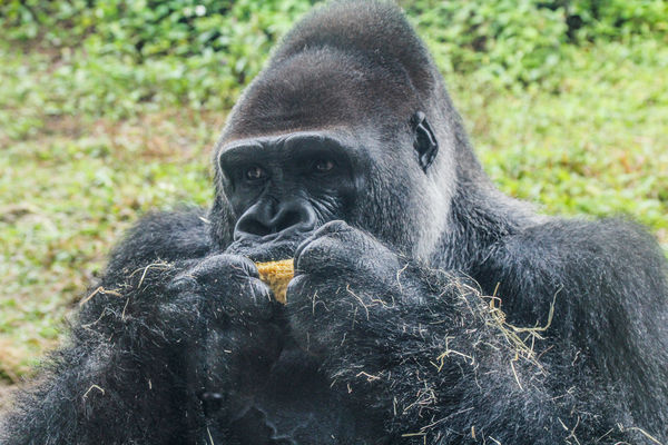 金剛猩猩寶寶。（圖／台北市立動物園提供）