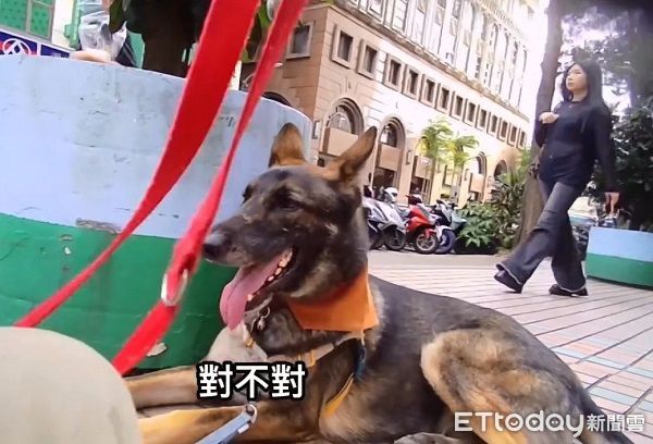 ▲米克斯汪出門「屎意來襲」斑馬線解放　爸傻眼現場表演撿黃金。（圖／有點毛毛的／陳禔銓）