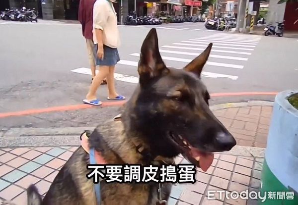 ▲米克斯汪出門「屎意來襲」斑馬線解放　爸傻眼現場表演撿黃金。（圖／有點毛毛的／陳禔銓）