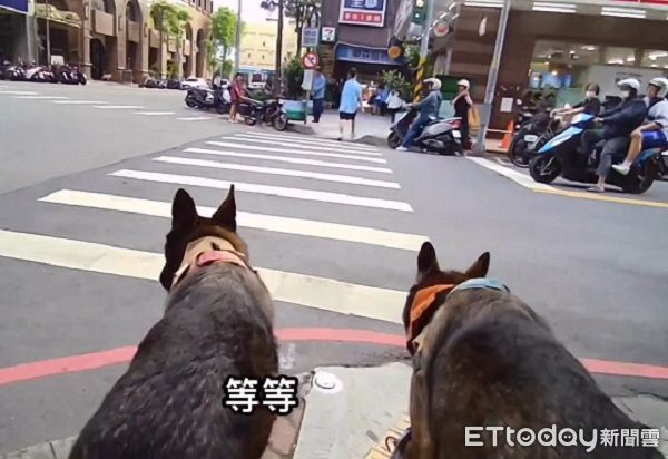 ▲米克斯汪出門「屎意來襲」斑馬線解放　爸傻眼現場表演撿黃金。（圖／有點毛毛的／陳禔銓）