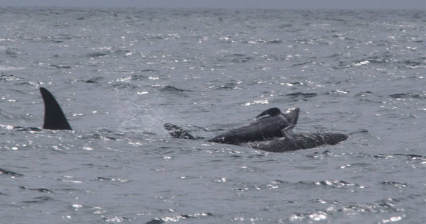 領航鯨寶寶被虎鯨抬出水面。（圖／翻攝自onlinelibrary）