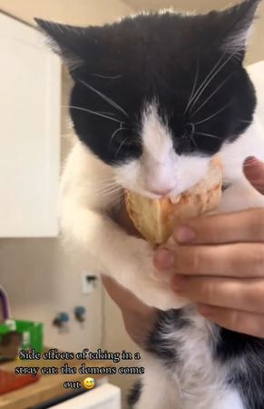 ▲被收邊浪貓「忘記不用搶食」　緊咬麵包不放奴才靠近還遭踹。（圖／翻攝自TikTok／@carlykfuller）