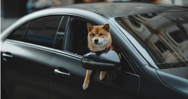 將犬貓獨留於車內，以及在車輛行駛途中，開窗讓寵物探頭吹風，都可能被開罰。（示意圖／unsplash）