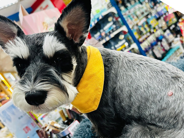 雪納瑞朵朵。（圖／慈愛動物醫院提供）