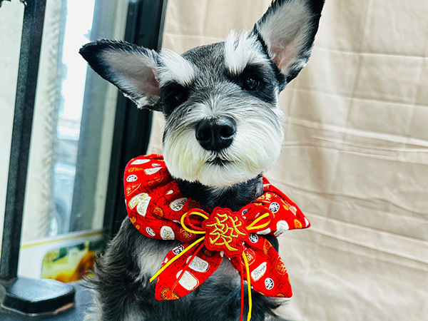 雪納瑞朵朵。（圖／慈愛動物醫院提供）