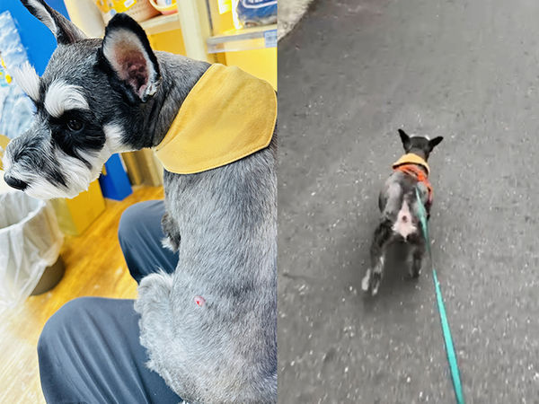 雪納瑞朵朵。（圖／慈愛動物醫院提供）