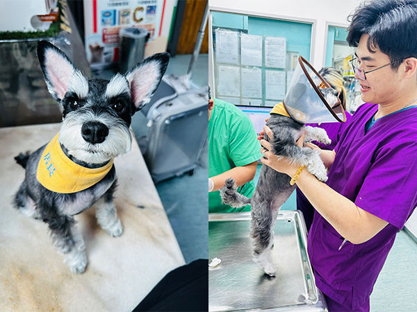 雪納瑞朵朵。（圖／慈愛動物醫院提供）