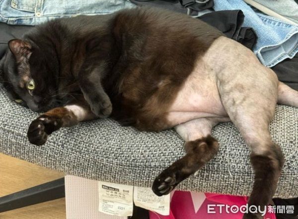 d8223311 ▲黑貓動手術「被強制脫短褲」露肥肚 下半身變光溜溜白斬雞。(圖/Threads@szu.y.c)