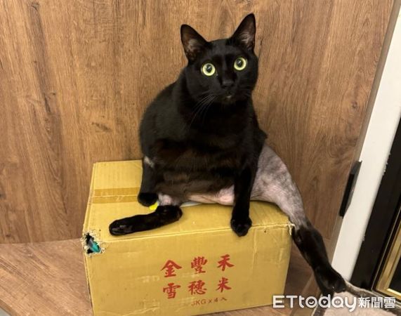 d8223312 ▲黑貓動手術「被強制脫短褲」露肥肚 下半身變光溜溜白斬雞。(圖/Threads@szu.y.c)