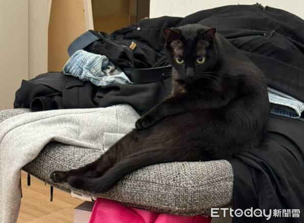 d8223313 ▲黑貓動手術「被強制脫短褲」露肥肚 下半身變光溜溜白斬雞。(圖/Threads@szu.y.c)