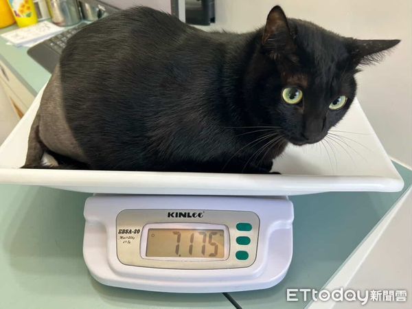 d8223314 ▲黑貓動手術「被強制脫短褲」露肥肚 下半身變光溜溜白斬雞。(圖/Threads@szu.y.c)