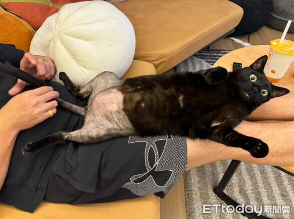 d8223315 ▲黑貓動手術「被強制脫短褲」露肥肚 下半身變光溜溜白斬雞。(圖/Threads@szu.y.c)