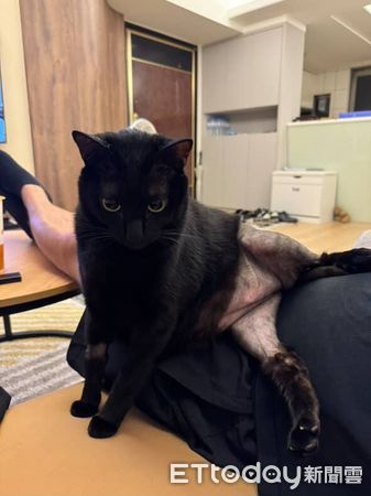 d8223316 ▲黑貓動手術「被強制脫短褲」露肥肚 下半身變光溜溜白斬雞。(圖/Threads@szu.y.c)