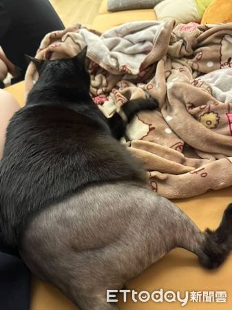 d8223317 ▲黑貓動手術「被強制脫短褲」露肥肚 下半身變光溜溜白斬雞。(圖/Threads@szu.y.c)