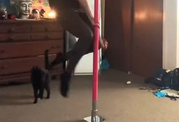 ▲奴才練舞「毛茸黑搭檔」也加入　爪爪抱鋼管一起旋轉。（圖／翻攝自TikTok／@alycatt1111）