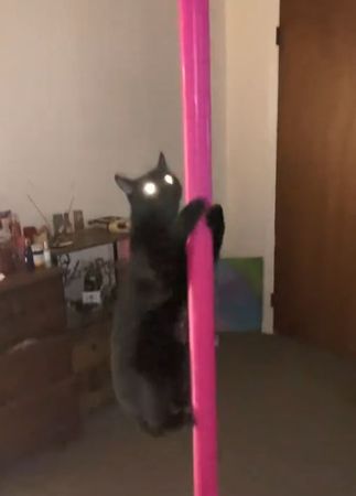 ▲奴才練舞「毛茸黑搭檔」也加入　爪爪抱鋼管一起旋轉。（圖／翻攝自TikTok／@alycatt1111）