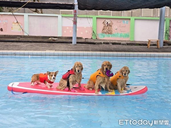 ▲媽媽帶4汪划船消暑　阿金中途跳水全員變「落湯狗」。（圖／有點毛毛的／六寶七寶の恰丢生活提供）