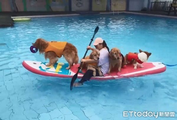 ▲媽媽帶4汪划船消暑　阿金中途跳水全員變「落湯狗」。（圖／有點毛毛的／六寶七寶の恰丢生活提供）