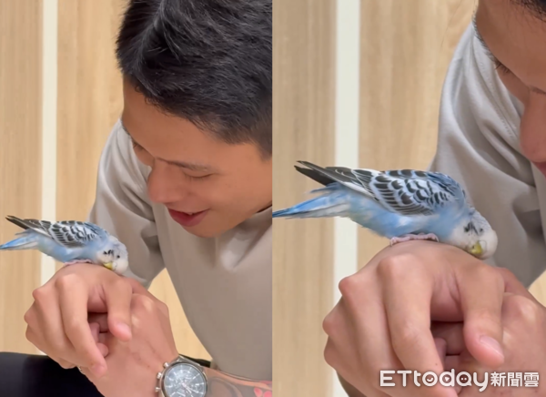 虎皮鸚鵡荳荳。（圖／Threads@yu30___提供）