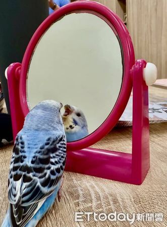 虎皮鸚鵡荳荳。（圖／Threads@yu30___提供）