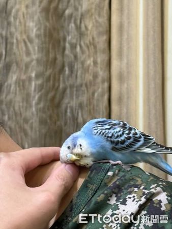 虎皮鸚鵡荳荳。（圖／Threads@yu30___提供）