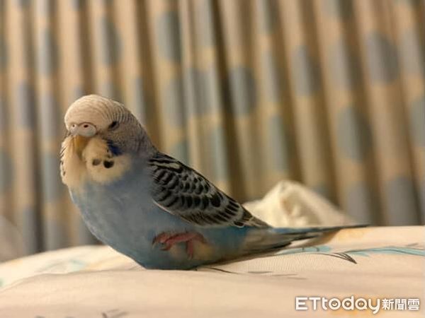 虎皮鸚鵡荳荳。（圖／Threads@yu30___提供）