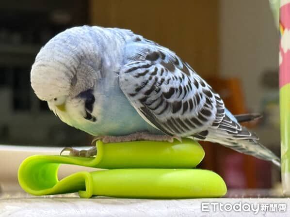 虎皮鸚鵡荳荳。（圖／Threads@yu30___提供）