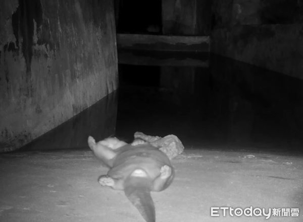 d8224775 水獺露肚肚。(圖/網友蔡添丁提供)