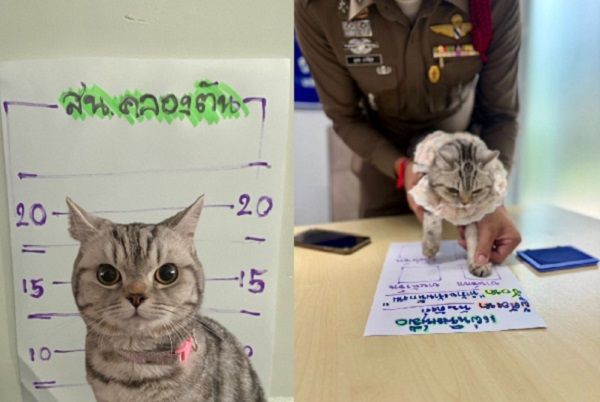 ▲泰國警局逮捕「喵喵囚犯」　被控襲警留爪印保釋毫無悔意。（圖／翻攝自Facebook／@Da Parinda Pakeesuk）