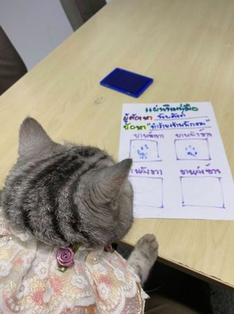 ▲泰國警局逮捕「喵喵囚犯」　被控襲警留爪印保釋毫無悔意。（圖／翻攝自Facebook／@Da Parinda Pakeesuk）