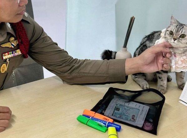 ▲泰國警局逮捕「喵喵囚犯」　被控襲警留爪印保釋毫無悔意。（圖／翻攝自Facebook／@Da Parinda Pakeesuk）