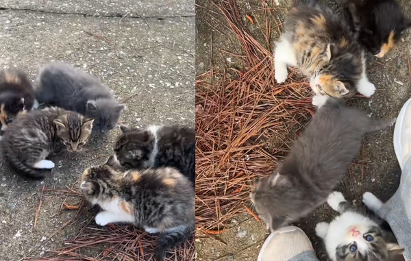 女愛心照顧流浪貓　幾個月後「貓媽突帶5寶報恩」驚喜全收編。（圖／翻攝自TikTok／lady.yappington）