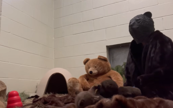 d8225887-1 2個月大熊寶寶被熊媽拋棄 工作人員「穿特製熊偶裝」餵食照顧。(圖/翻攝自Facebook/San Diego Humane Society)