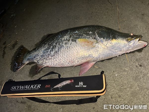 ▲▼高雄後勁溪「巨大海鱸」出沒　他釣起110公分、30斤重金目鱸驚呆。（圖／謝宇豪提供）