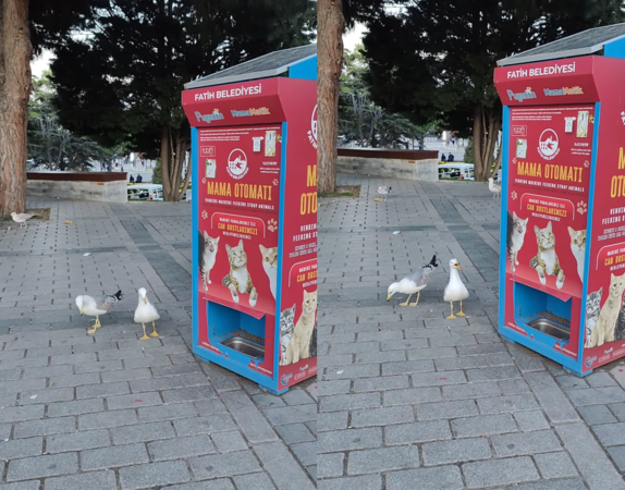 d8226764 海鷗。(圖/翻攝自IG@dayahzkaktuteto)