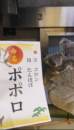 d8228017-1 ▲(圖/翻攝自X/横浜市立金沢動物園【公式】@kanazawazoo317)