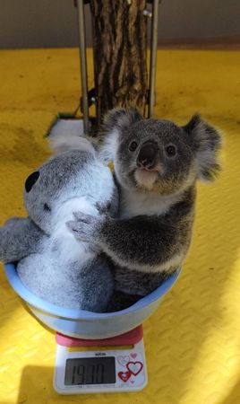 d8228019-1 ▲(圖/翻攝自X/横浜市立金沢動物園【公式】@kanazawazoo317)