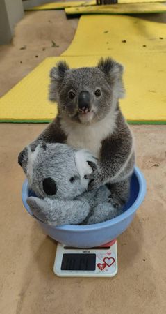 d8228024-1 ▲(圖/翻攝自X/横浜市立金沢動物園【公式】@kanazawazoo317)