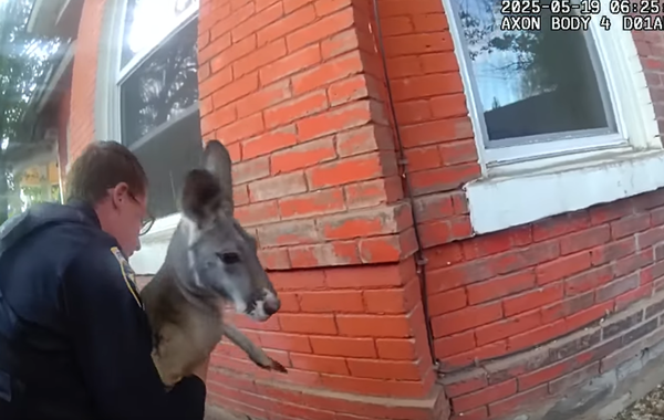 d8228257-1 社區逃脫大師!爆紅袋鼠再度出現在街上 警察「抱緊處理」逮捕。(圖/翻攝自Facebook/Durango Police)