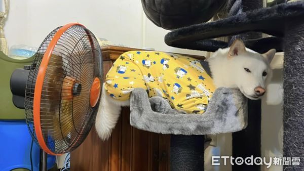 d8228364-1 ▲。(圖/有點毛毛的/飼主何婉如提供)